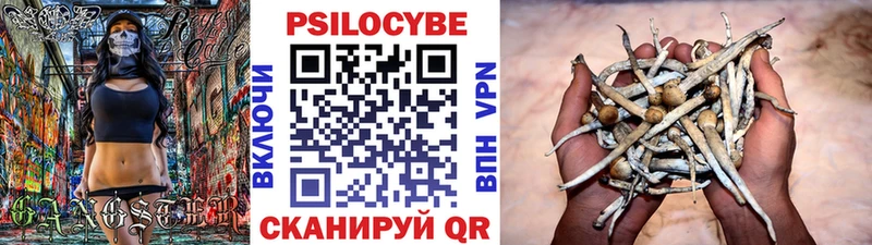 кракен как войти  Саки  Псилоцибиновые грибы Psilocybe 